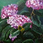 hortensia
